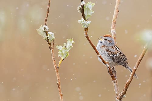 American tree sparrow-Alaskan spring Art Print